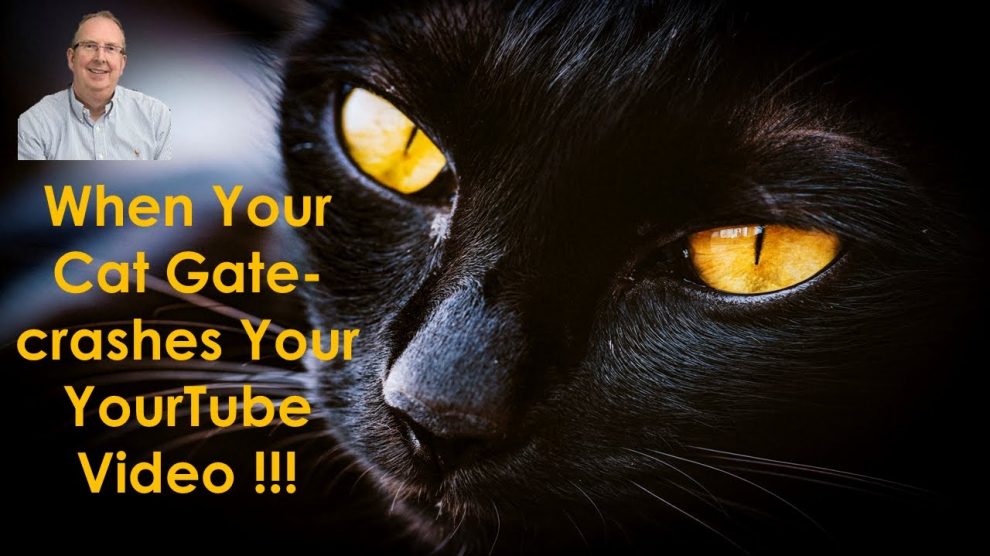 When Your Cat Gate Crashes Your YourTube Video